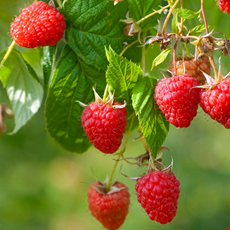 Raspberry Rose