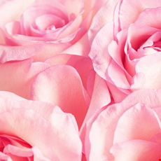 Blooming Rose