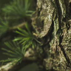 Aromatic Woody
