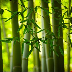 Bamboo Leaves