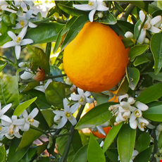 Orange Blossom
