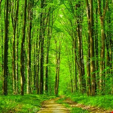 Green Wood